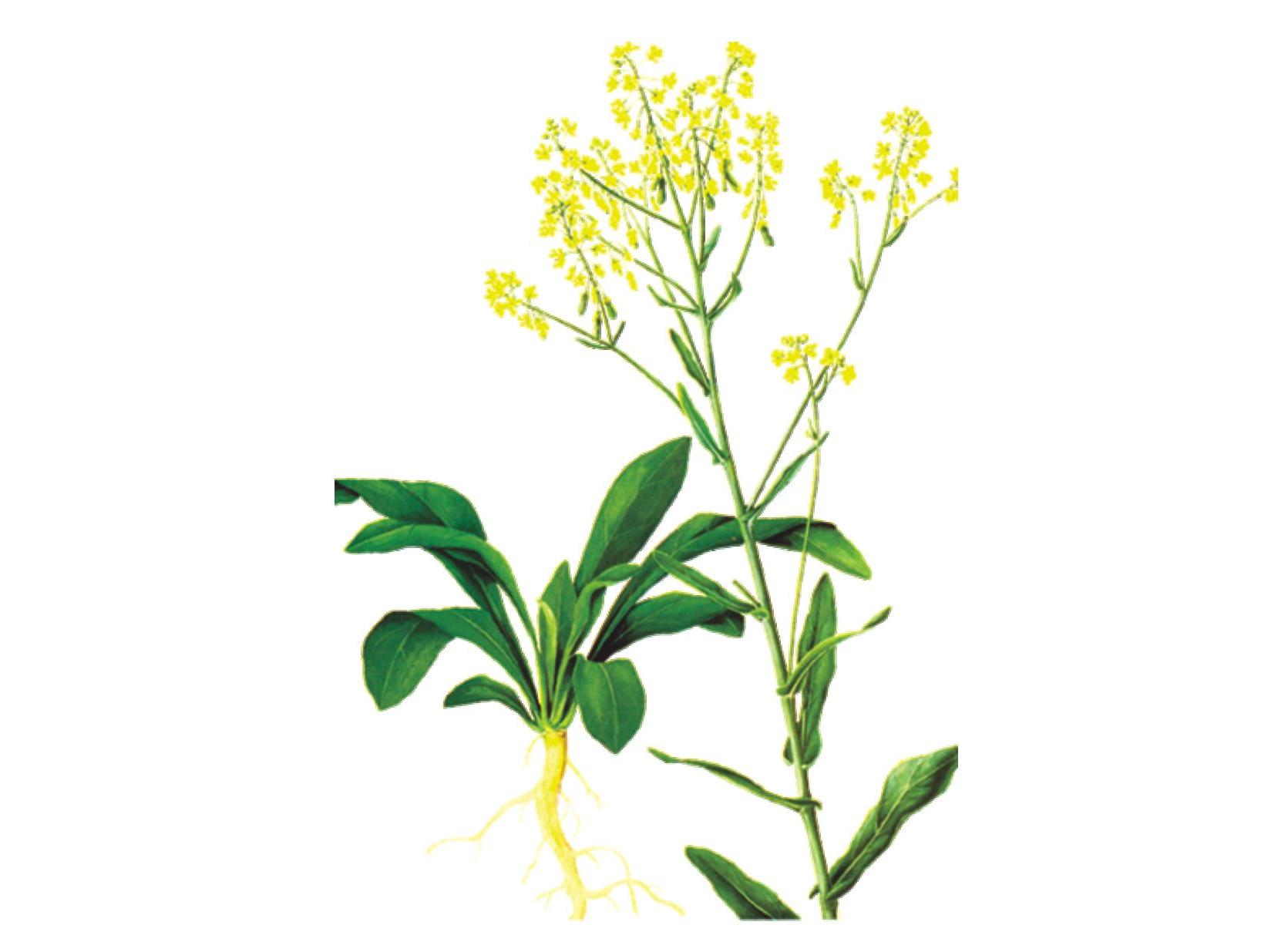 アブラナ科の植物の種類と魅力｜十字型のかわいい花を持つ植物たち - ネイチャーエンジニア いきものブログ