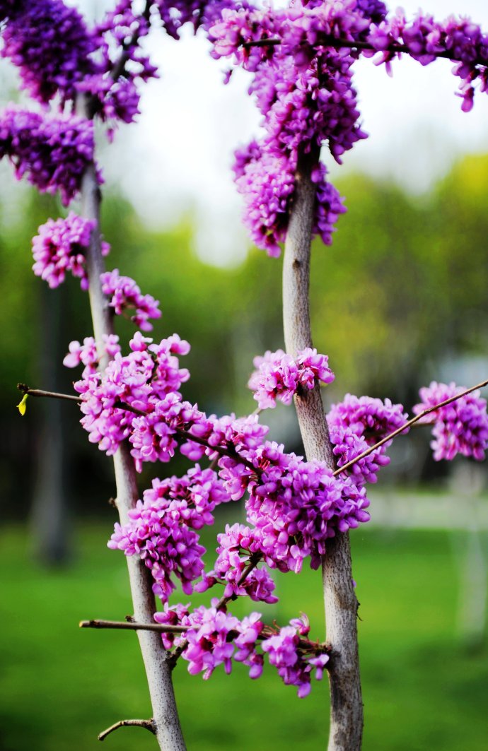 紫荆花长啥样图片