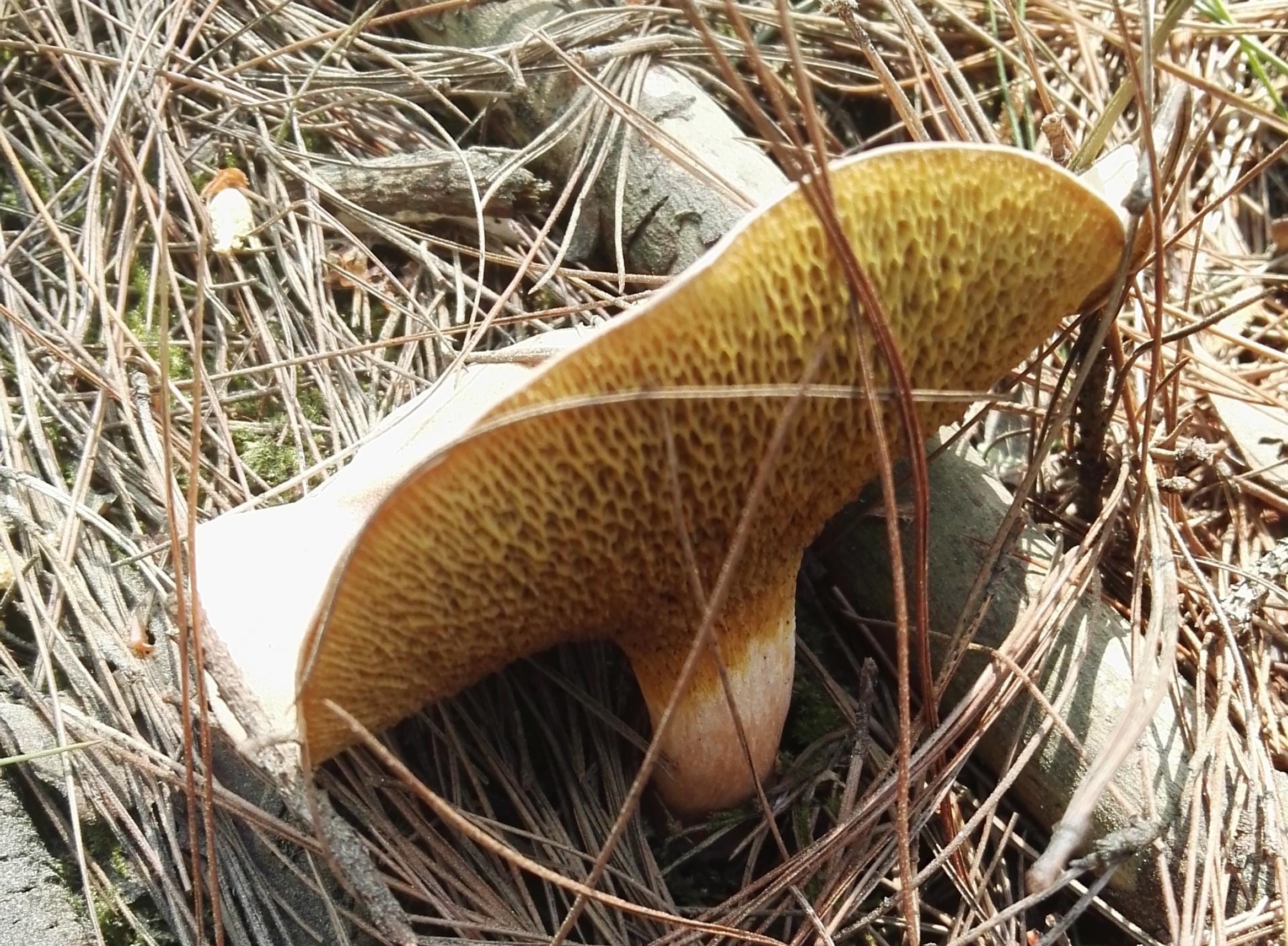 干牛肝菌蘑菇 库存照片. 图片 包括有 真菌, 干燥, 可食, 成份, 蘑菇, 特写镜头, 食物, 原始 - 61475760