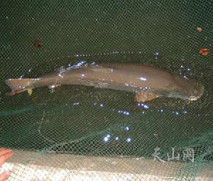 新疆大头鱼(一级保护动物)
