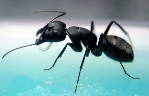 日本弓背蚁(昆虫纲膜翅目蚁科动物)