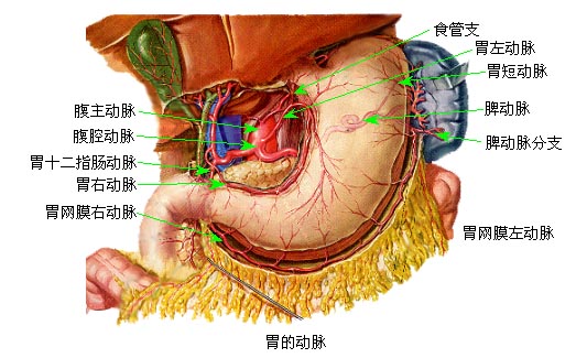 胃角 解剖图片