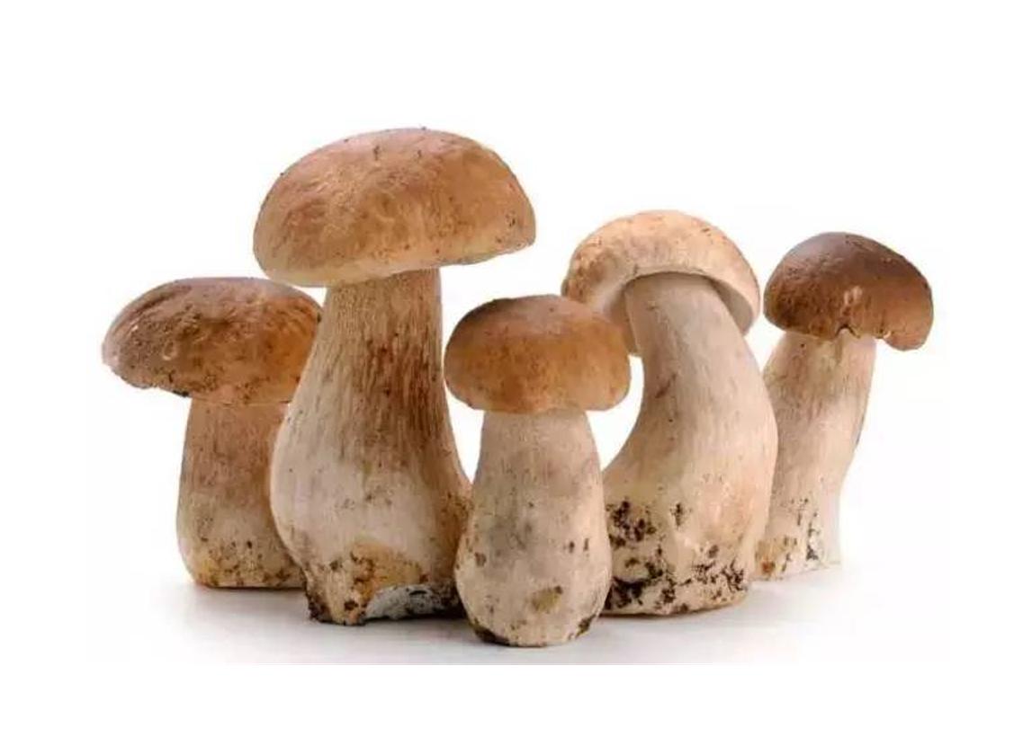 蘑菇 - 牛肝菌、美味牛肝菌高清摄影大图-千库网