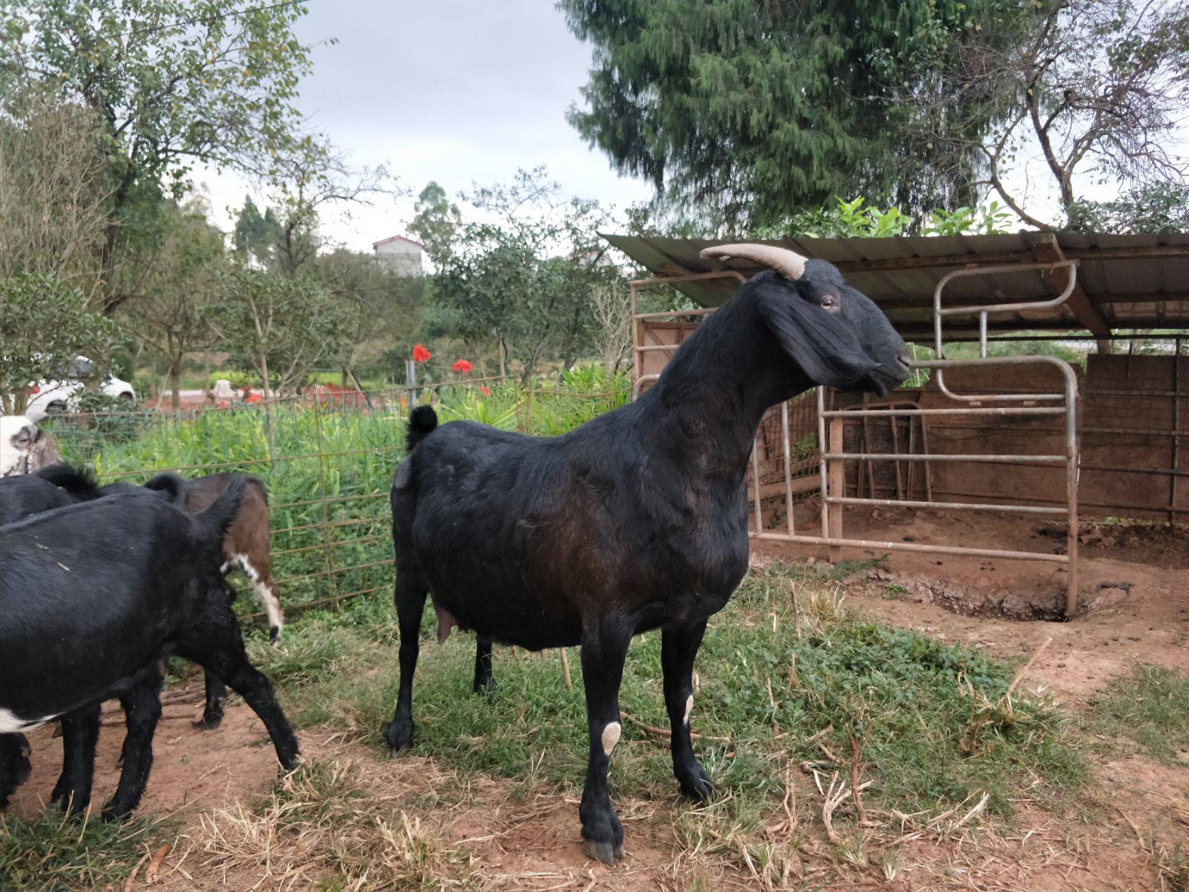 努比亚黑山羊成本与利润努比亚黑山羊养殖利润分析-好运养殖