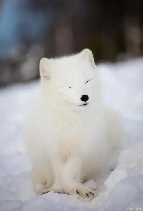 北极狐
