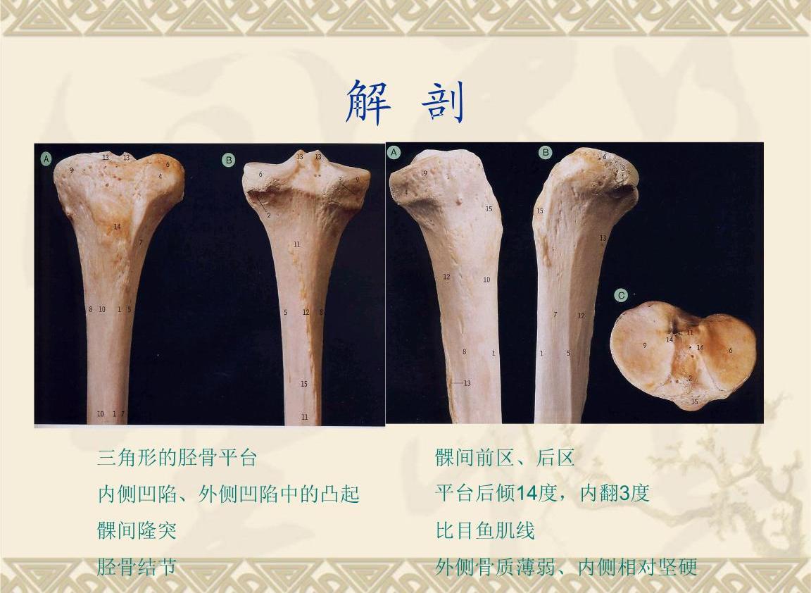 图3 长骨的成长-人体解剖学-医学