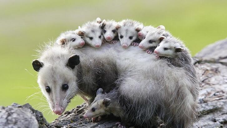 possum动物图片