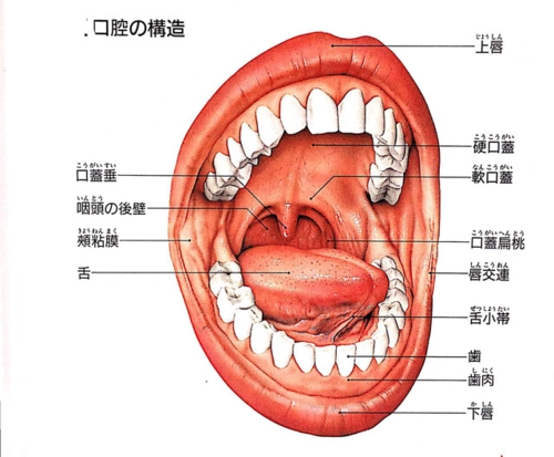 口腔里面的部位名称图图片