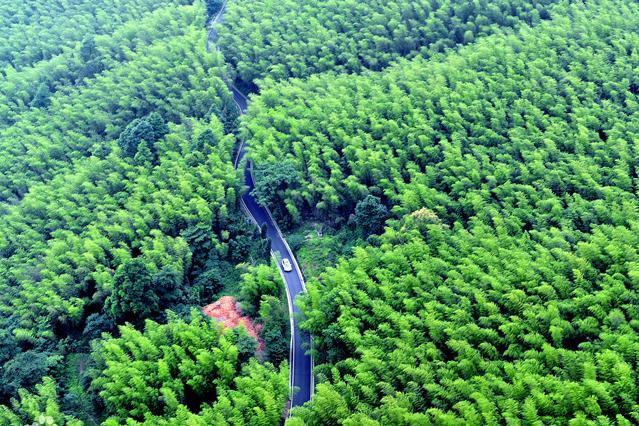 重庆茶山竹海国家森林公园