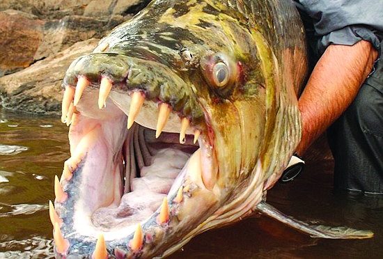 帕兰巨食人鱼